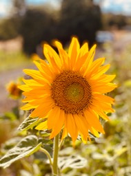 IMG_5728